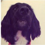 Profile Picture of Theodore Stephenson (@teddy_spaniel) on Instagram