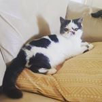 Profile Picture of Tracy and Mark Hutchin (@lavandouexotic_cats) on Instagram