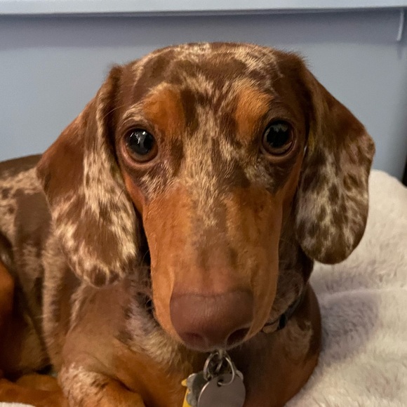 Profile Picture of Katie Birkemeyer (@adlerk8) on Poshmark