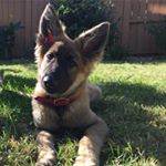 Profile Picture of Lance The German Shepherd (@lancethegermanshepherd) on Instagram