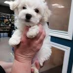 Profile Picture of Lise Rochefort (@Lise-Rochefort) on Facebook