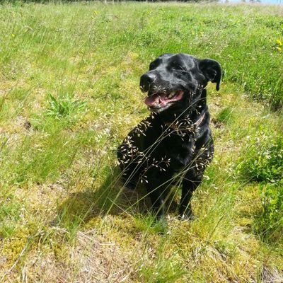 Profile Picture of Kevin Wachs (@wachs_kevin) on Twitter