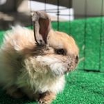 Profile Picture of Jason Thumper (@jttherabbit) on Instagram