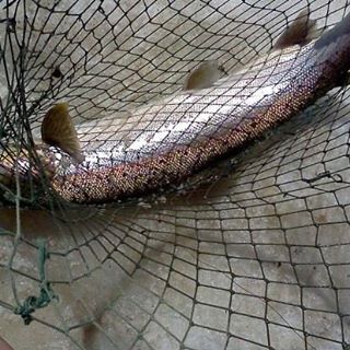 Profile Picture of Raymond Laurence (@raymond.laurence.9) on Facebook