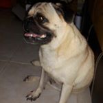 Profile Picture of Timoteo Perez 🐾 (@timoteo_moteo) on Instagram