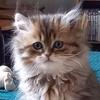 Profile Picture of Harold 🐱 (@harold.thecat) on Tiktok