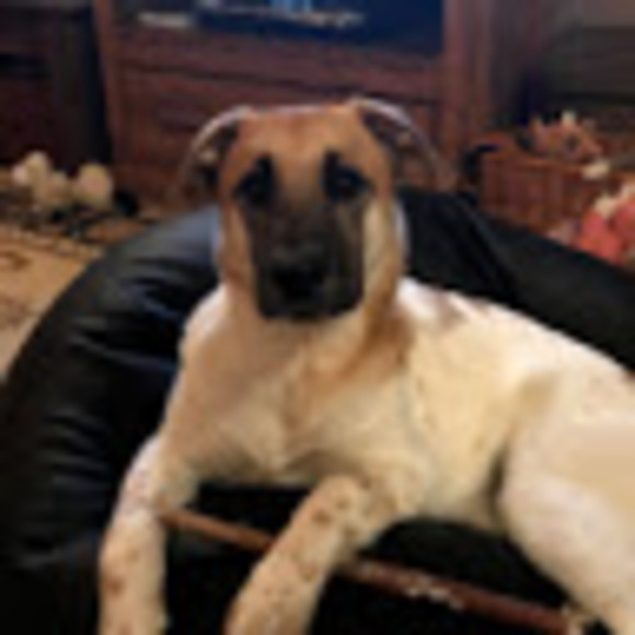 Profile Picture of Christina Jolliffe (@churst99) on Poshmark