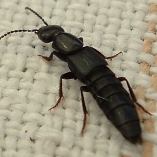 Profile Picture of Tomas Toska (@tomas.toska.9) on Facebook