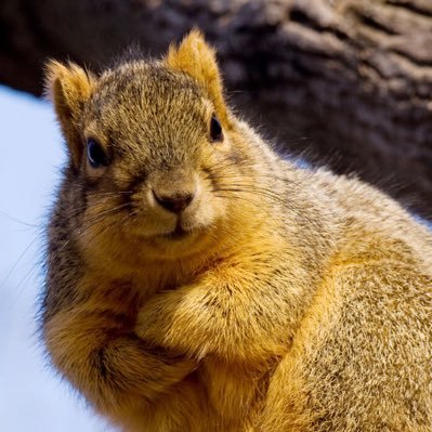 Profile Picture of ThatOneSquirrel3 (@DavidWasson8) on Twitter