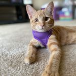 Profile Picture of 🧡 Athena 🧡 (@athena_thegingergoddess) on Instagram