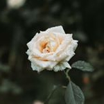Profile Picture of Matthew Frederick (@matthewfrederick_2) on Instagram