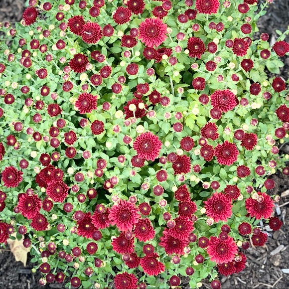 Profile Picture of Michael Pena (@mikesaily) on Poshmark