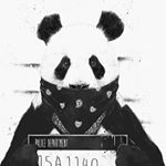 Profile Picture of logan robert thomas arneil (@zebrac0rn_) on Instagram