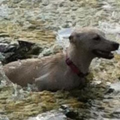 Profile Picture of Steven Rouse (@StevenRouse) on Twitter