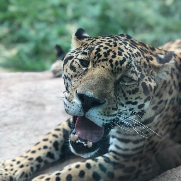 Profile Picture of Tyler Morone (@tylermorone) on Poshmark