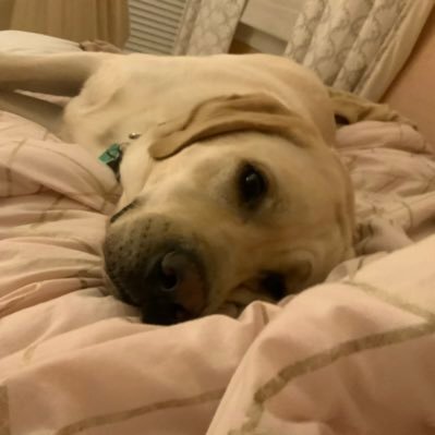 Profile Picture of Addie Campbell (@AddieCa39990946) on Twitter