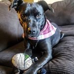 Profile Picture of Charlie Hearn (@charliegirllabmix) on Instagram