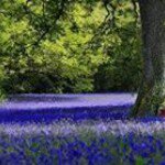 Profile Picture of Eva Humphreys (@pixiepieeva) on Instagram