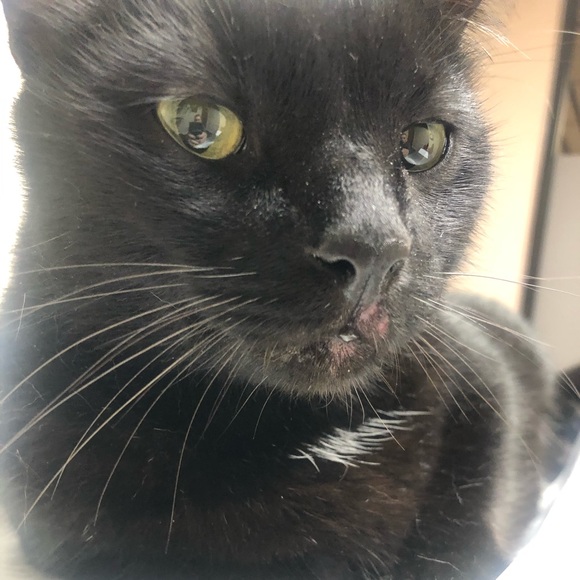 Profile Picture of Jeff Ouellette (@fakuwhale) on Poshmark