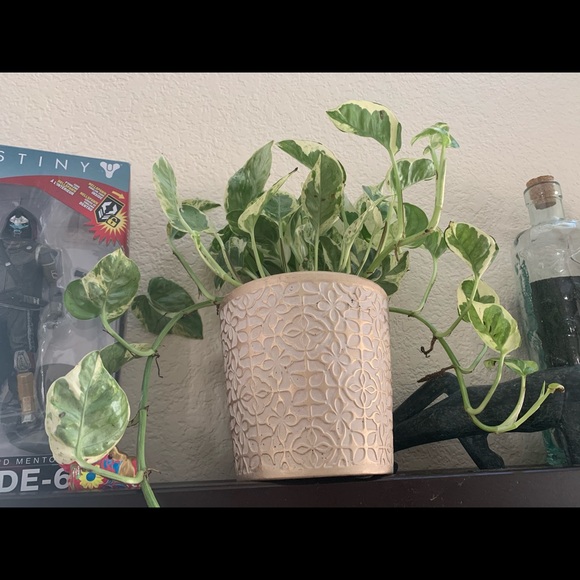 Profile Picture of Cindy Huynh (@blueangelhuynh) on Poshmark