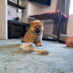 Profile Picture of Howard the Chow Chow (@howard_the_chow) on Instagram