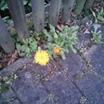 Profile Picture of Heinz John Hilbig (@heinzjohnhilbig) on Instagram