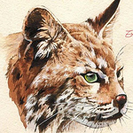 Profile Picture of Kevin Lin (@kevin lin2011) on Flickr