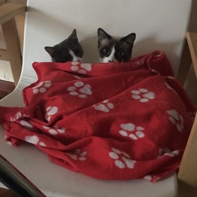 Profile Picture of Yafeiiiiiii (@YafeiLIU6) on Twitter