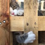 Christelle Brousse - Instagram Profile Picture of Christelle Brousse (@kitou15) on Instagram