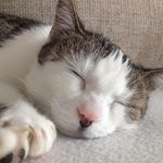 Profile Picture of Robert Zeleny (@cernoknaznik) on Instagram