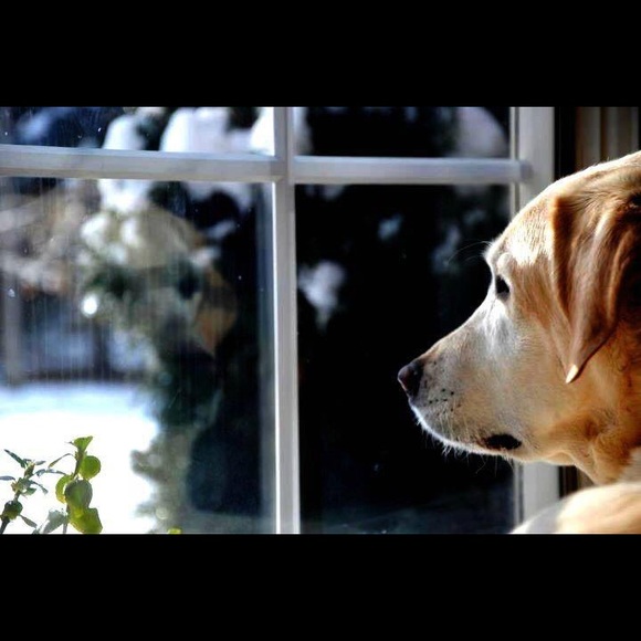 Profile Picture of Wendy Seager (@mamaseags) on Poshmark