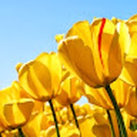 Profile Picture of Portia Thompson (@portia-thompson-22) on Quora