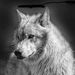 Profile Picture of Bill Heaps (@billheaps) on Pinterest