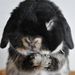 Profile Picture of Steve D (@lordbunny) on Pinterest