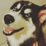 Profile Picture of David Rafferty (@davraff1) on Instagram