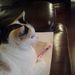 Profile Picture of Janice Gammon (@jgammon2012) on Pinterest
