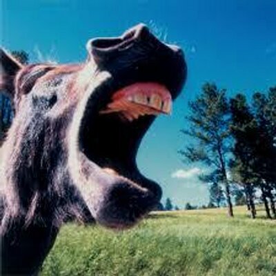 Profile Picture of Barry Cronin (@wholesome_mule) on Twitter