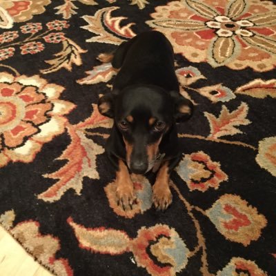 Profile Picture of LP (@pilch_lisa) on Twitter