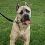 Profile Picture of April Marcia (@badlandscanecorso) on Instagram