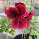 Profile Picture of Bruja Feliz (@Bruja-Feliz) on Facebook