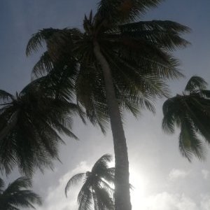 Profile Picture of Chris Garrido (@Chrisgarrido11) on Twitter