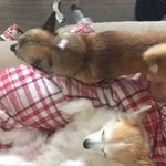 Profile Picture of Cameron Herbert (@camherb2006) on Instagram