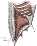 Profile Picture of Fasciaon Wikipedia