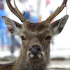 Profile Picture of DA%u2606ichi (@DA%u2606ichi) on Flickr