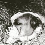 Profile Picture of rose Yoder (@roseyoder2003) on Instagram