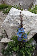 Profile Picture of Meconopsis aculeataon Wikipedia