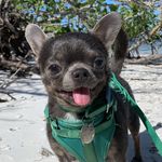 Profile Picture of Basil (@basil_chihuahua) on Instagram