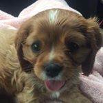 Profile Picture of Molly Evans (@snaveyllom) on Instagram