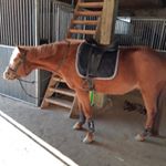 Profile Picture of new_forest_pony_kate (@new_forest_pony_kate) on Instagram