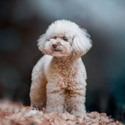 Profile Picture of Jan Chou (@JanCabbage) on Twitter